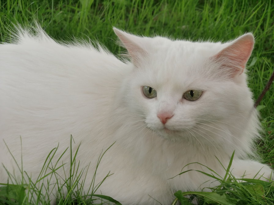 Моя кошка - ангора, белая, кошка - оригинал