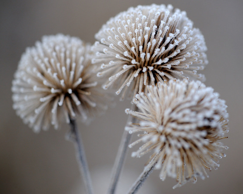 Роса - цветы, роса - оригинал