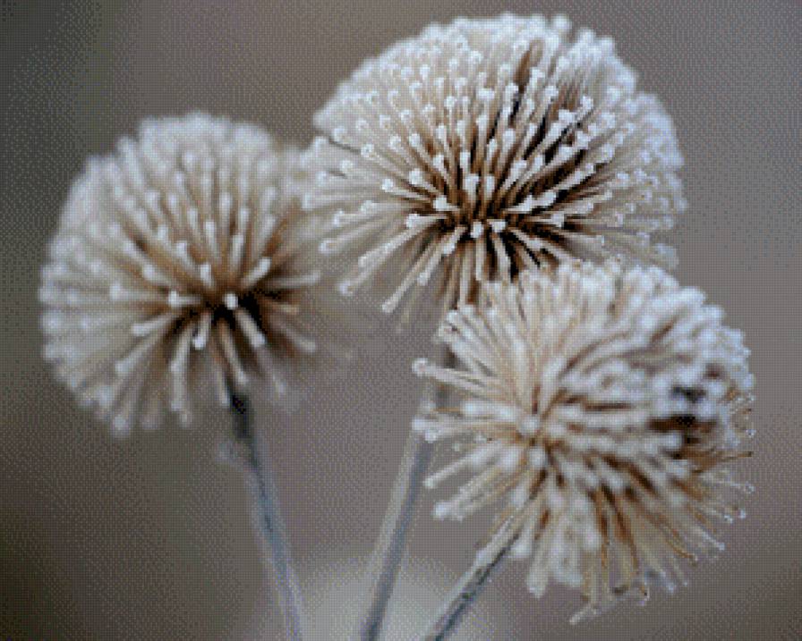 Роса - роса, цветы - предпросмотр