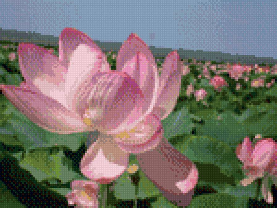 Лотосы - цветы, лотосы, пейзаж, природа - предпросмотр