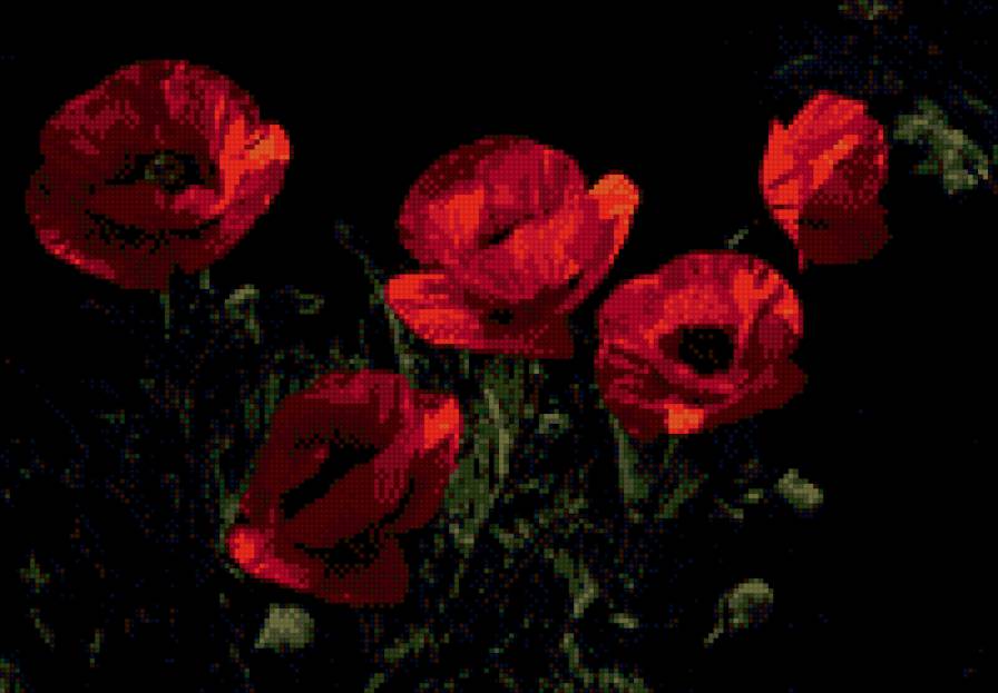 Маки - цветы, маки - предпросмотр