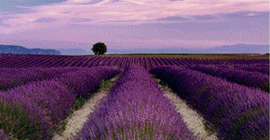 лавандовое поле - природа - предпросмотр