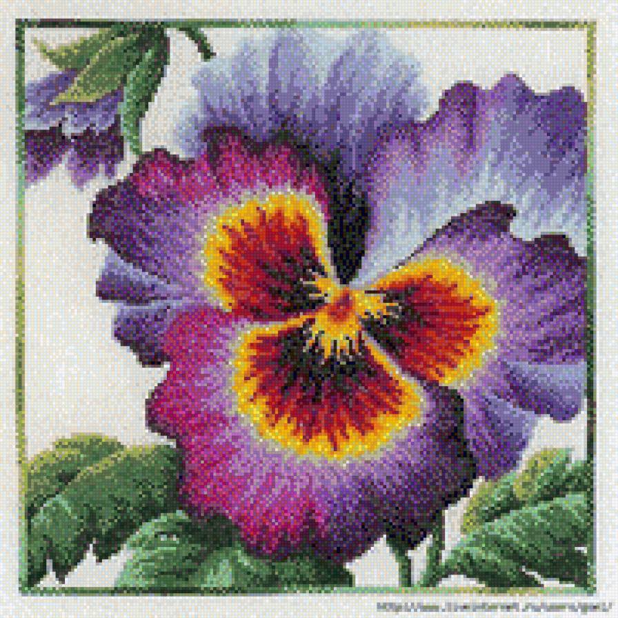 анютина глазка большая - предпросмотр