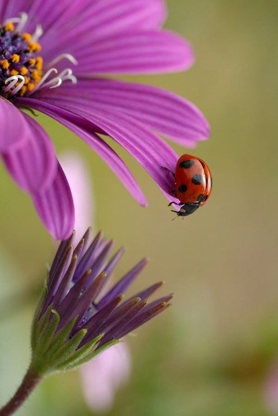 Божья коровка - божья коровка, цветы - оригинал