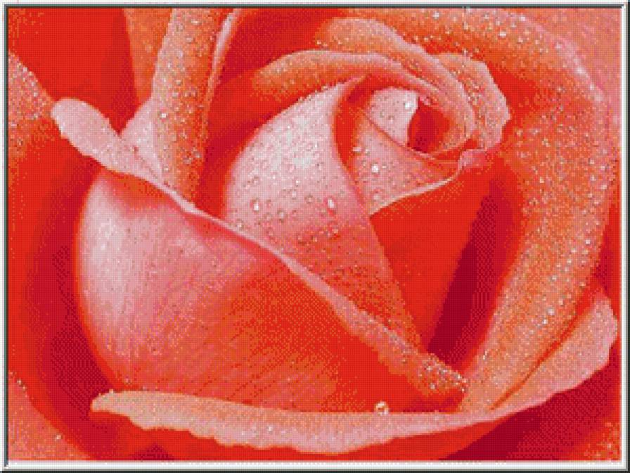 Роза красная - предпросмотр
