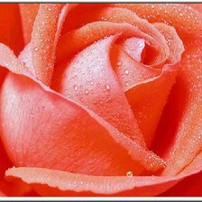 Оригинал схемы вышивки «Роза красная» (№862974)