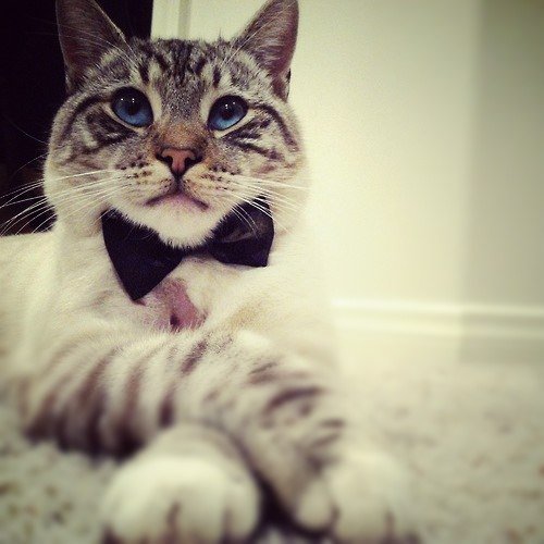 Ковалер - животные, кошки - оригинал