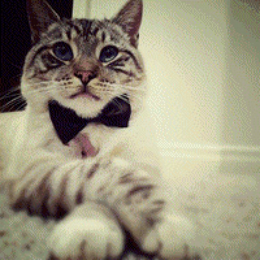 Ковалер - животные, кошки - предпросмотр