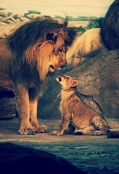 Отец и сын - животные, кошки, нежность, лев - оригинал