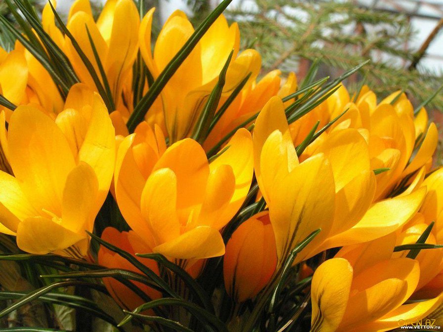 Первоцветы - цветы - оригинал