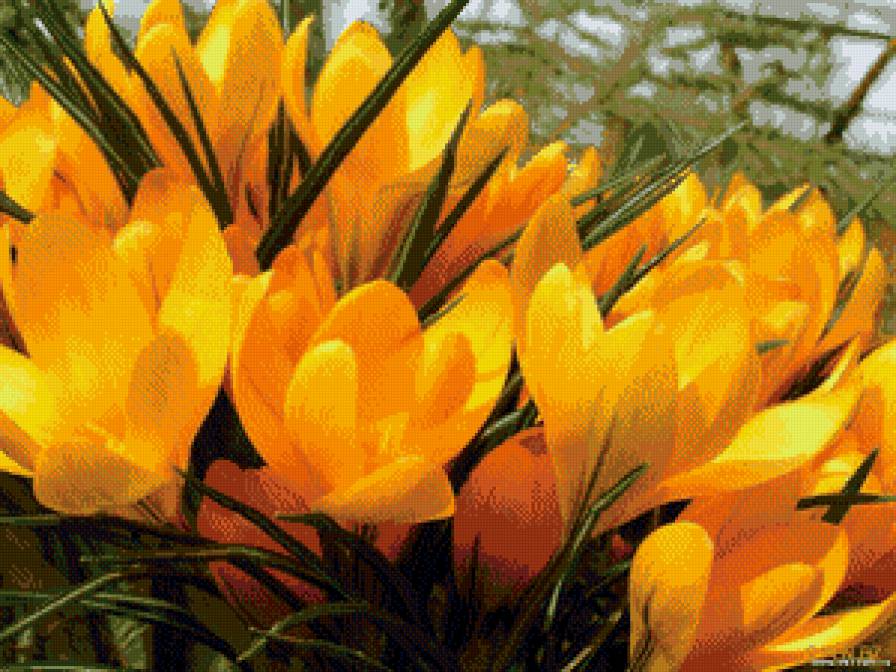 Первоцветы - цветы - предпросмотр