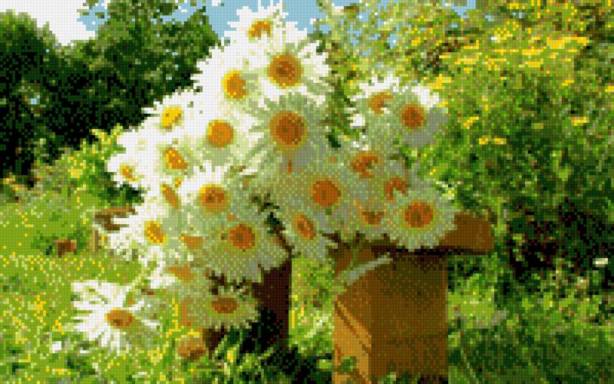 ramashki - предпросмотр