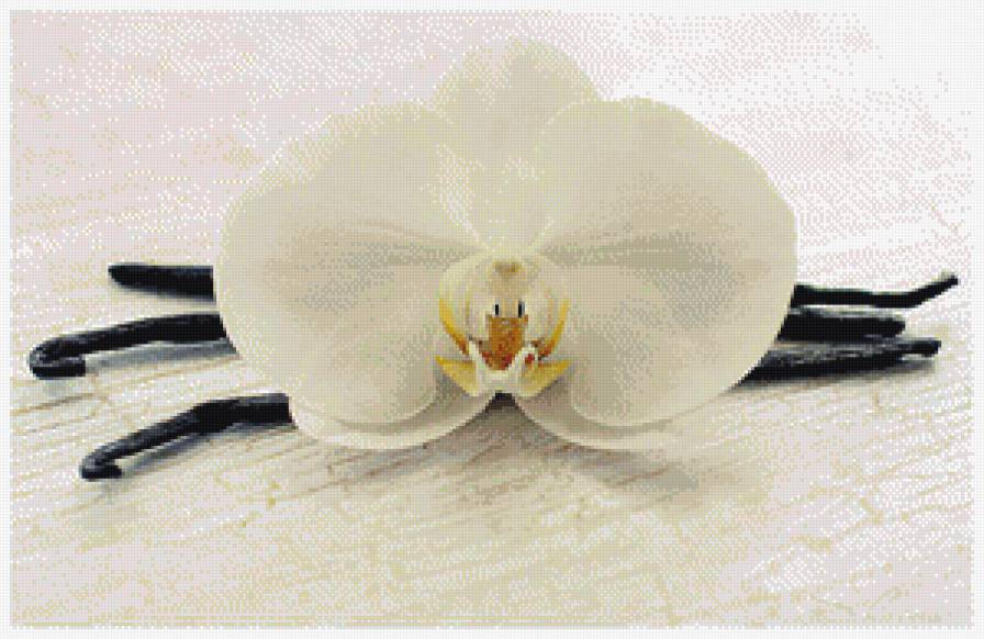 орхидея - предпросмотр