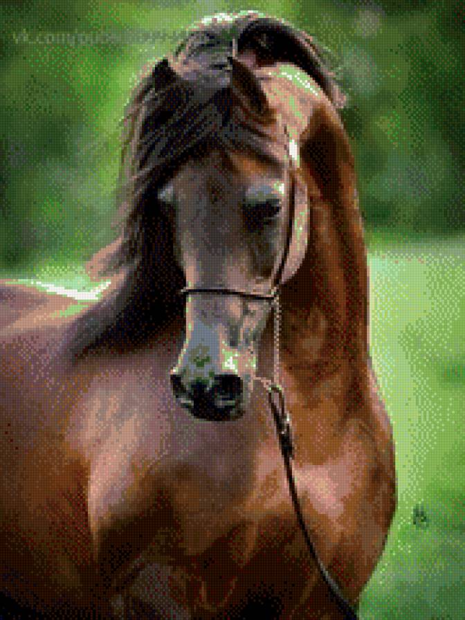 Черный шоколад - блеск, лошадь, лето, гнедой - предпросмотр