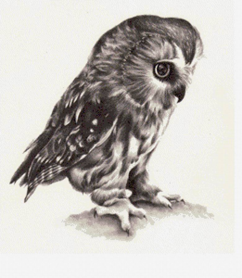 сова - сова, птицы, черно-белый - предпросмотр