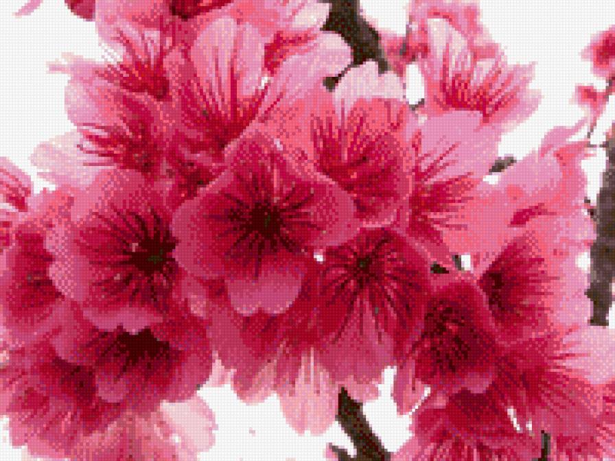 Сакура - сакура - предпросмотр