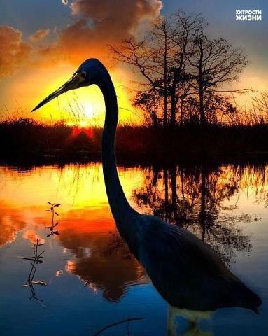 цапля на закате - закат цапля вечер - оригинал