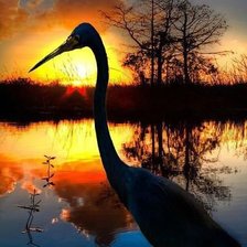 Схема вышивки «цапля на закате»