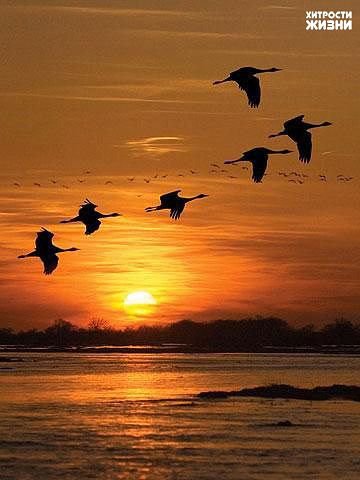 закат - птицы, солце закат - оригинал