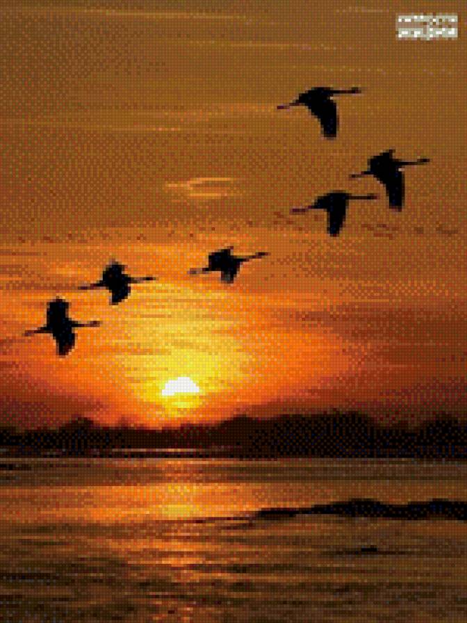 закат - солце закат, птицы - предпросмотр