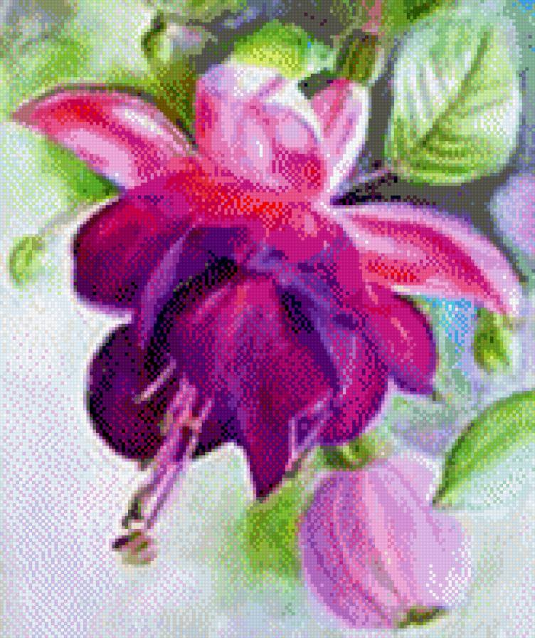 фуксия - фуксия, цветы - предпросмотр