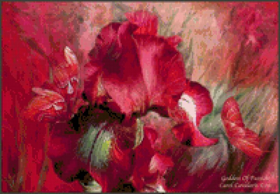 огненный ирис - весна, ирис, цветы - предпросмотр