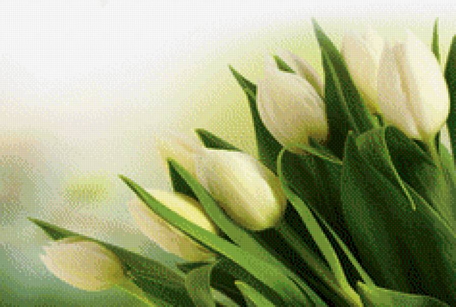Белые тюльпаны - тюльпаны, цветы, весна - предпросмотр