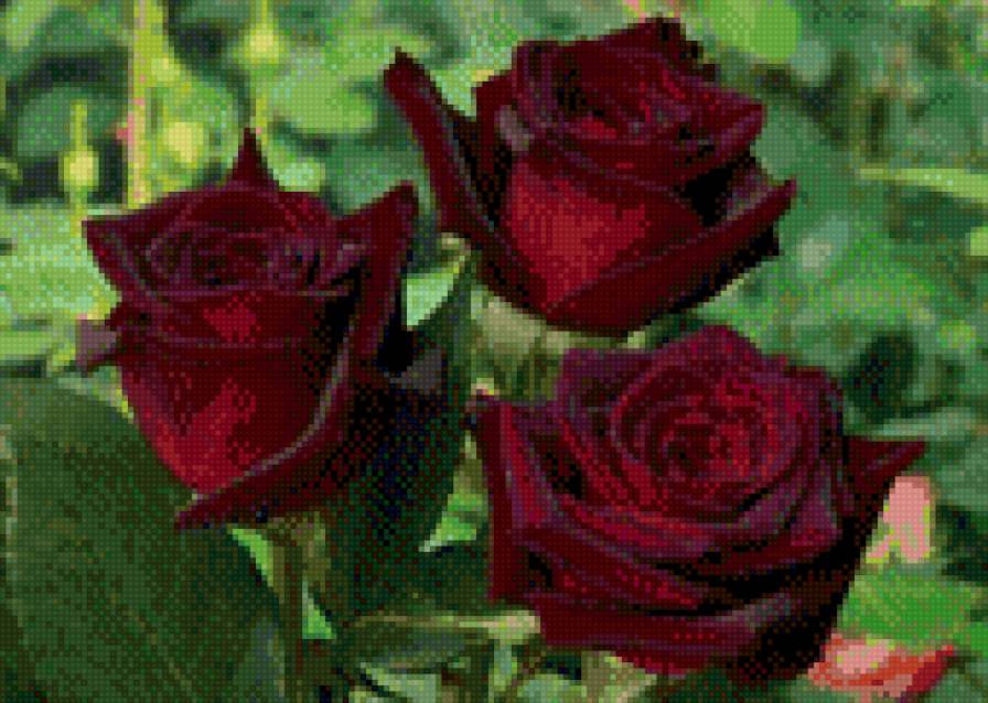 Розы2 - предпросмотр