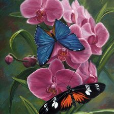 бабочки и орхидея
