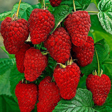 Схема вышивки «№864005»