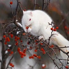 Схема вышивки «№864031»