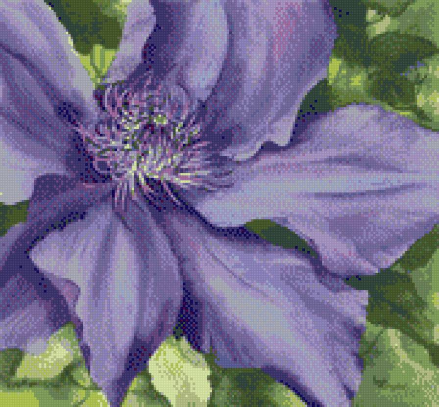 клематис - клематис, цветы - предпросмотр