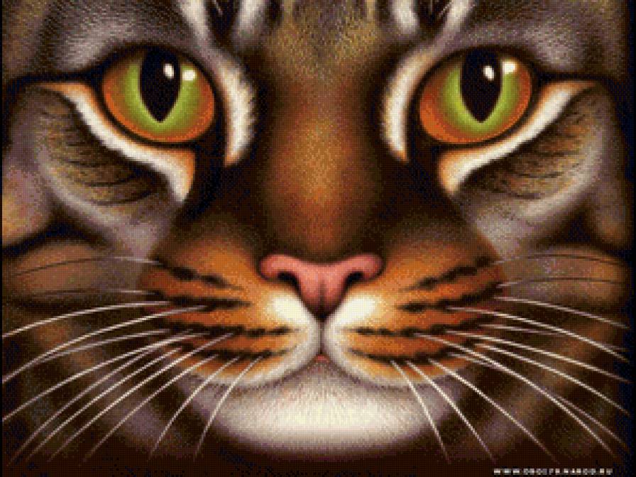 мордочка кошки - коты - предпросмотр