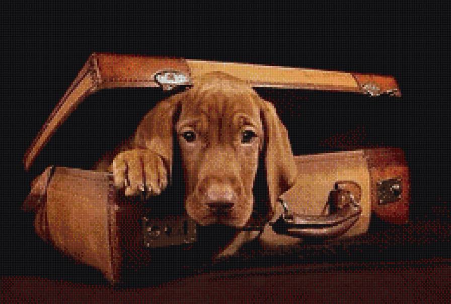 собака - собака, животное, друг - предпросмотр