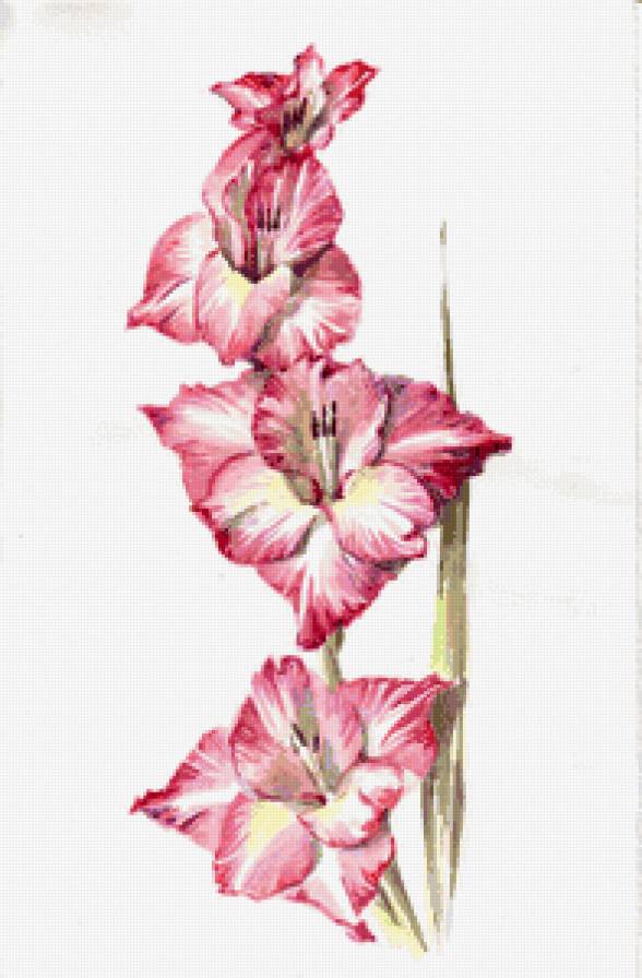 гладиолус - гладиолус, панно, цветок, картина - предпросмотр