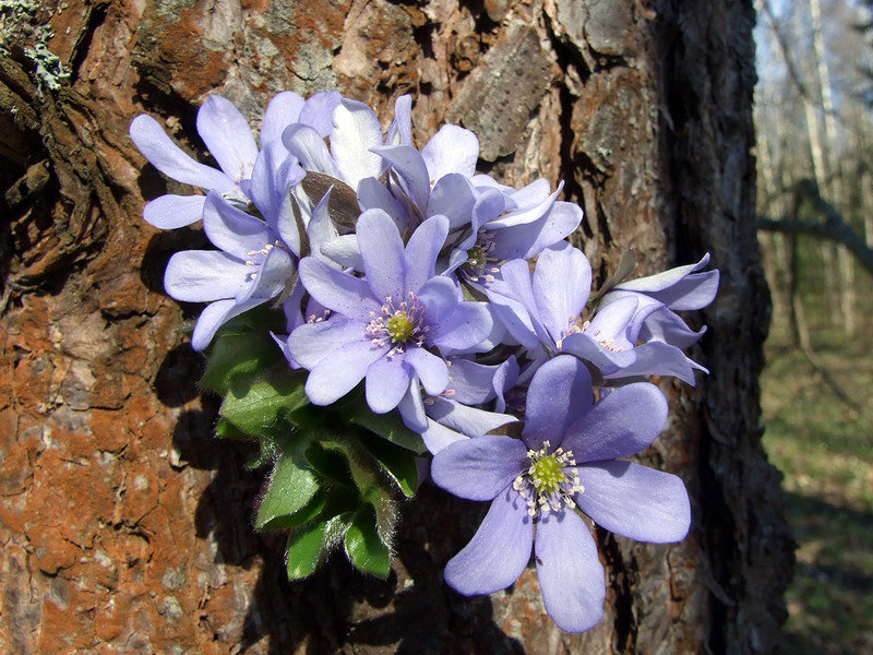 №864597 - оригинал