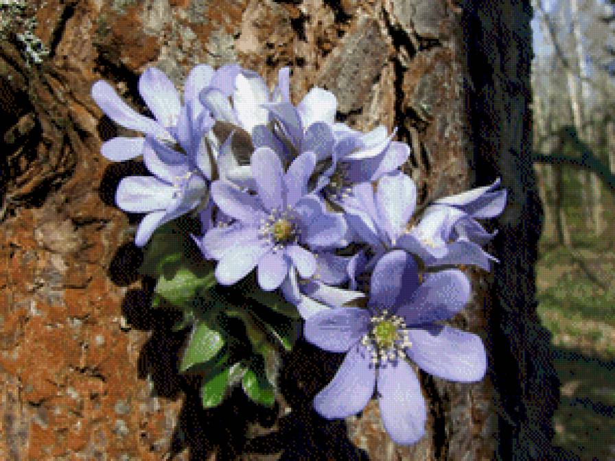 №864597 - предпросмотр