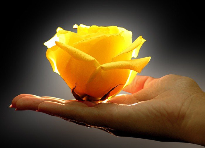 кусочек тепла - роза, цветы, рука, человек - оригинал