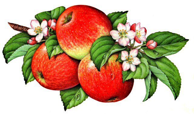 яблочки - оригинал