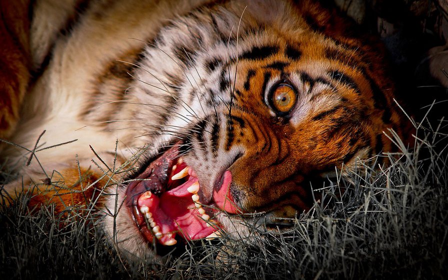 тигрище - оригинал