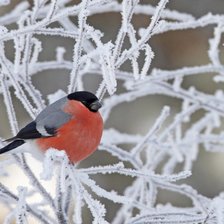 Схема вышивки «Синичка»