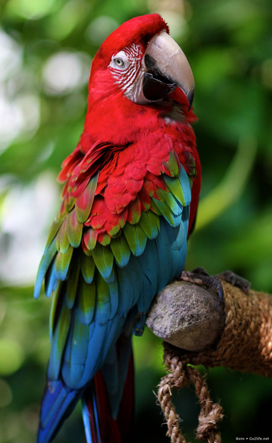 Попугай ара - попугай, ара - оригинал