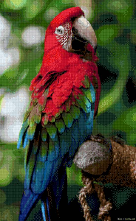 Попугай ара - попугай, ара - предпросмотр