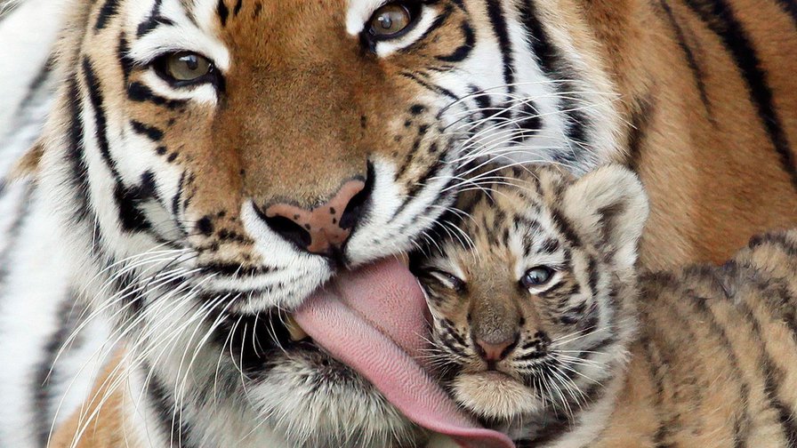 Тигры - тигры, семья - оригинал