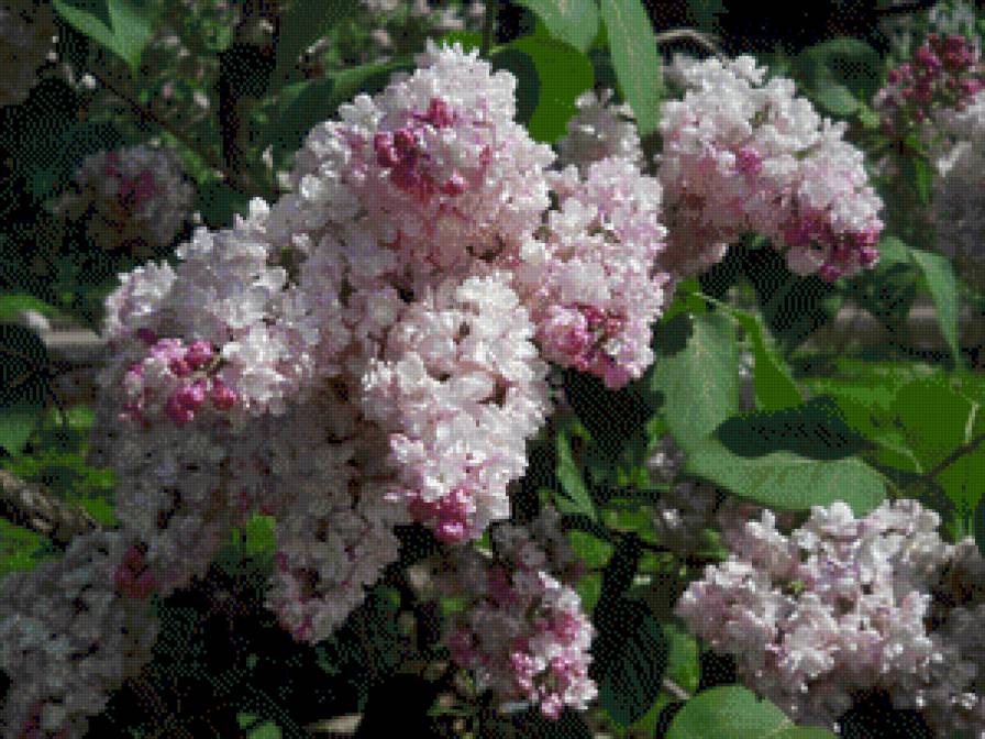 №865396 - предпросмотр