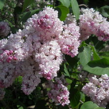 Схема вышивки «№865396»