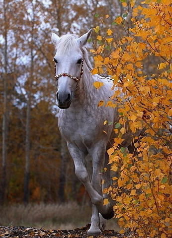 осенью - оригинал