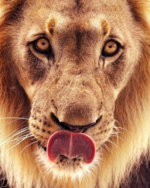 лев - оригинал