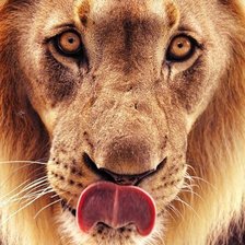 Схема вышивки «лев»