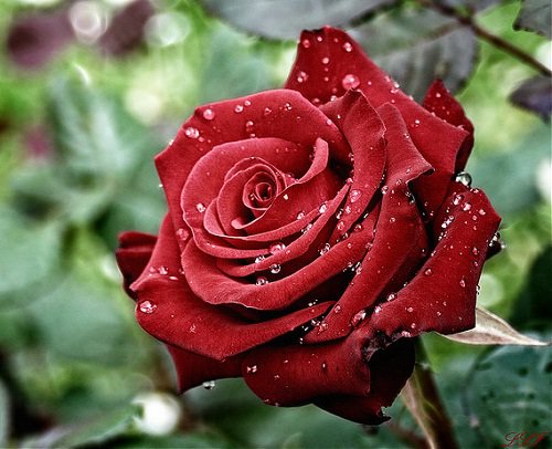 Роза в росе - роса, цветы, роза, трава - оригинал